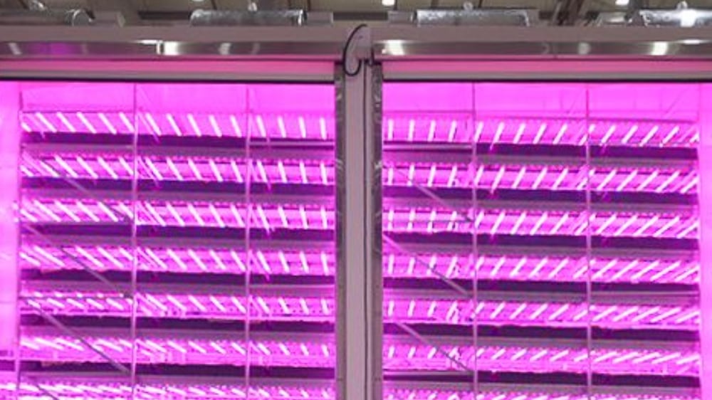 Aerofarms R&D center opening in Abu Dhabi.