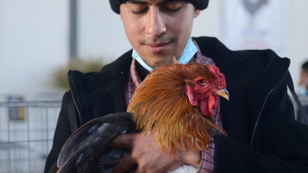 An inside look at Libya's first chicken beauty pageant
