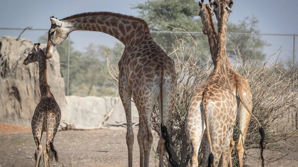 Sharjah Safari opens its doors