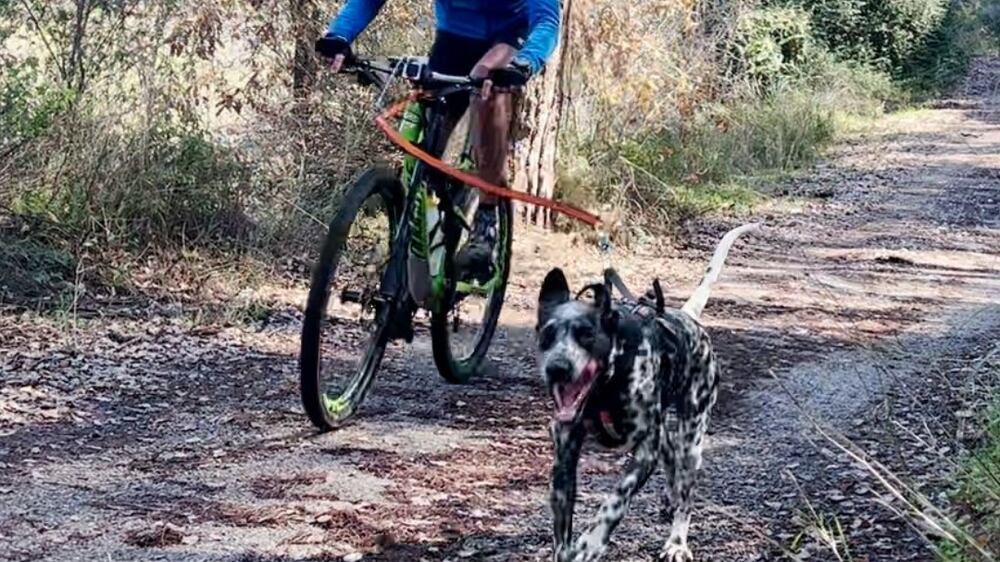 Maxime Chaya bikejoring with dog Pepper