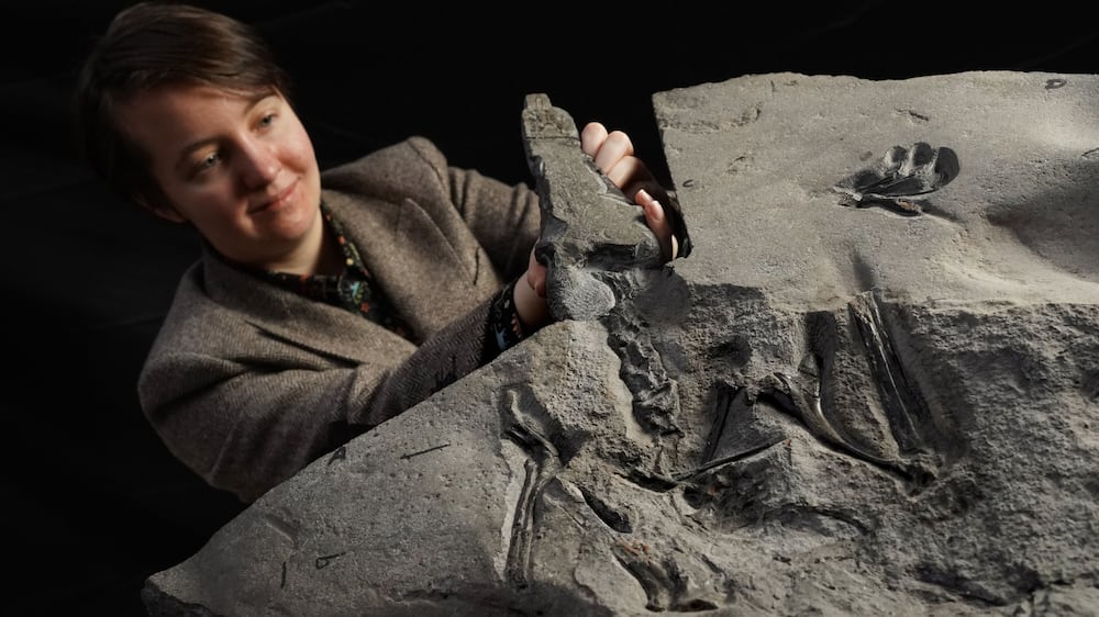 170 million-year-old fossil of flying reptile unveiled