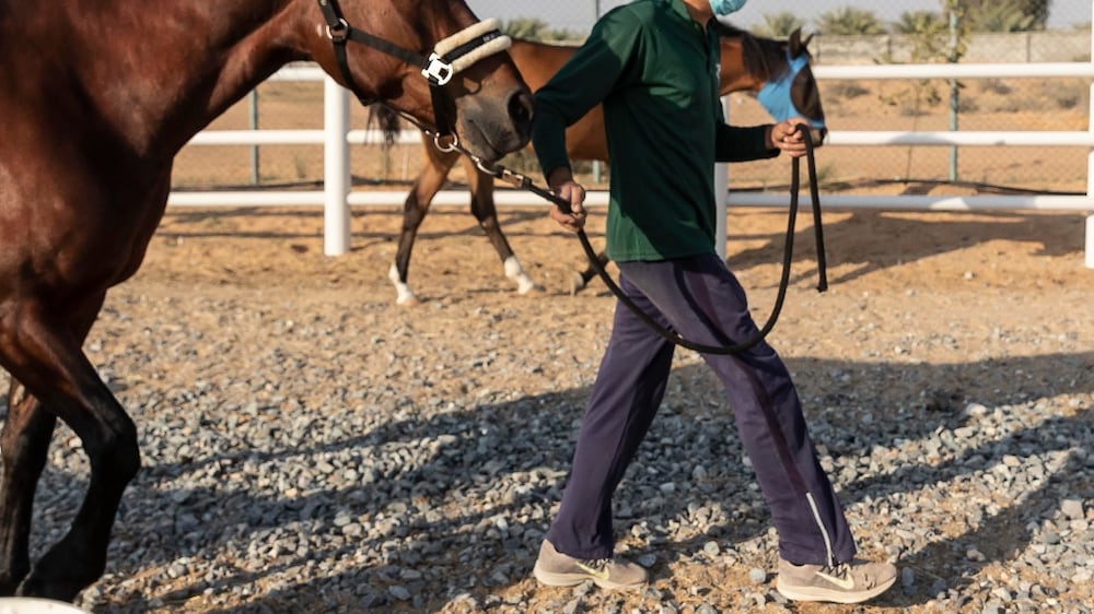 Emirati Jamila Ibrahim has recently opened the UAE's latest (there are only a couple) paddock paradise, which is a place where horses run and live free. Malath Paddock in Umm Al Quwain. Antonie Robertson / The National