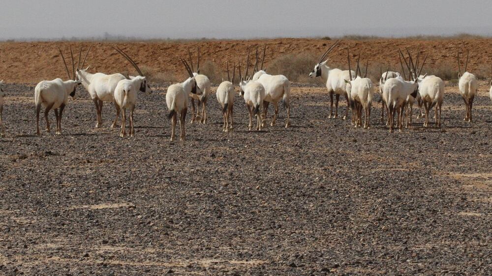 Arabian oryx from UAE settle into new Jordan home