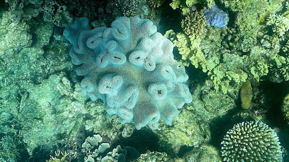 Great Barrier Reef hit by worst coral bleaching in two years