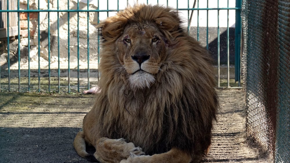 Adult male lion named Simba sits inside a cell at a zoo in Radauti, about 30 kilometers (18 miles) south of Romania's northern Siret border on Wednesday, March 23, 2022.  The lion and a wolf wolf named Akyla, have been evacuated from a zoo in war-torn Ukraine to safety in Romania in what an animal rights group says was a four-day mission "full of dangers" further hampered by bureaucracy at the border.  (AP Photo / Eldar Emric)