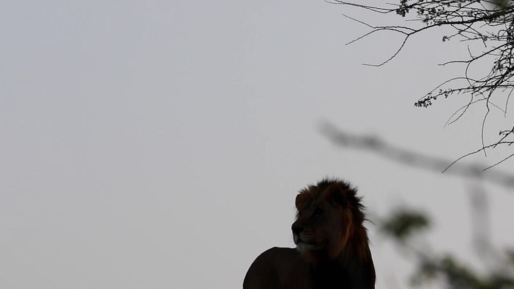 Enjoy iftar with the lions this Ramadan