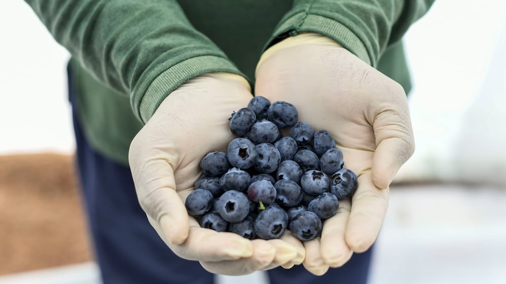 The first and only blueberry farm in the UAE