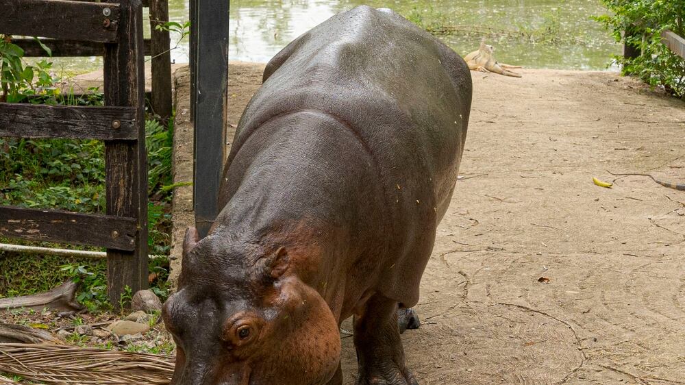 Pablo Escobar's hippos to be relocated in $3.5 million plan