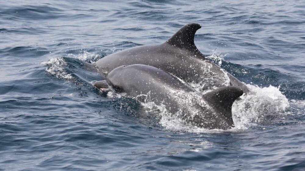 Whales and dolphins studied in Fujairah