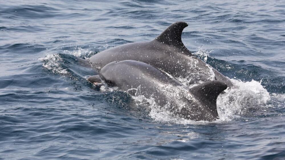 Authorities in Fujairah carried out the first dedicated survey in 2022 for whales and dolphins in the emirate.