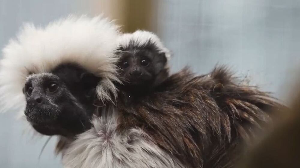 Rare monkey born at Chester Zoo