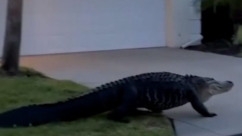 Crazy footage shows alligator strolling down Florida streets