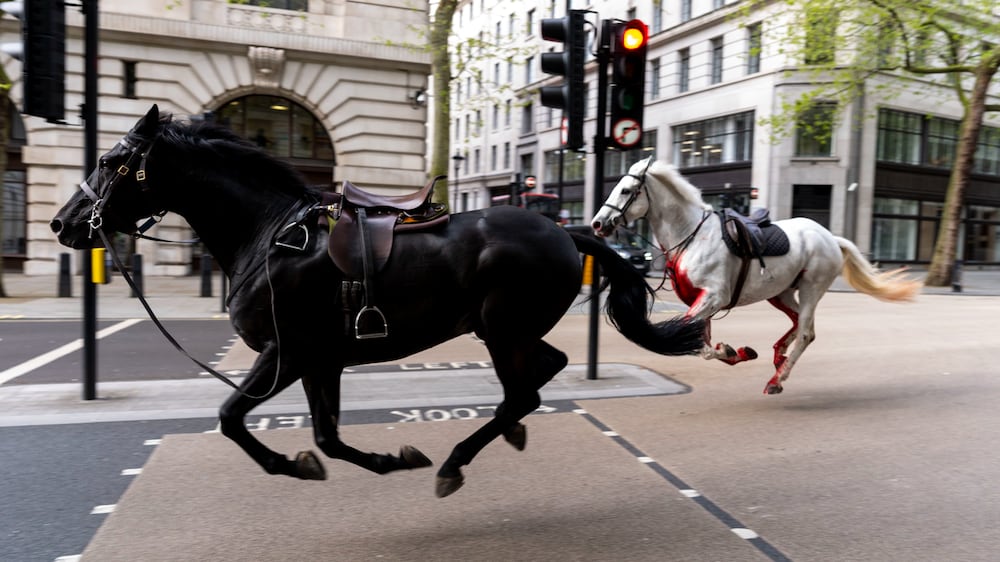 Escaped military horses run amok in central London