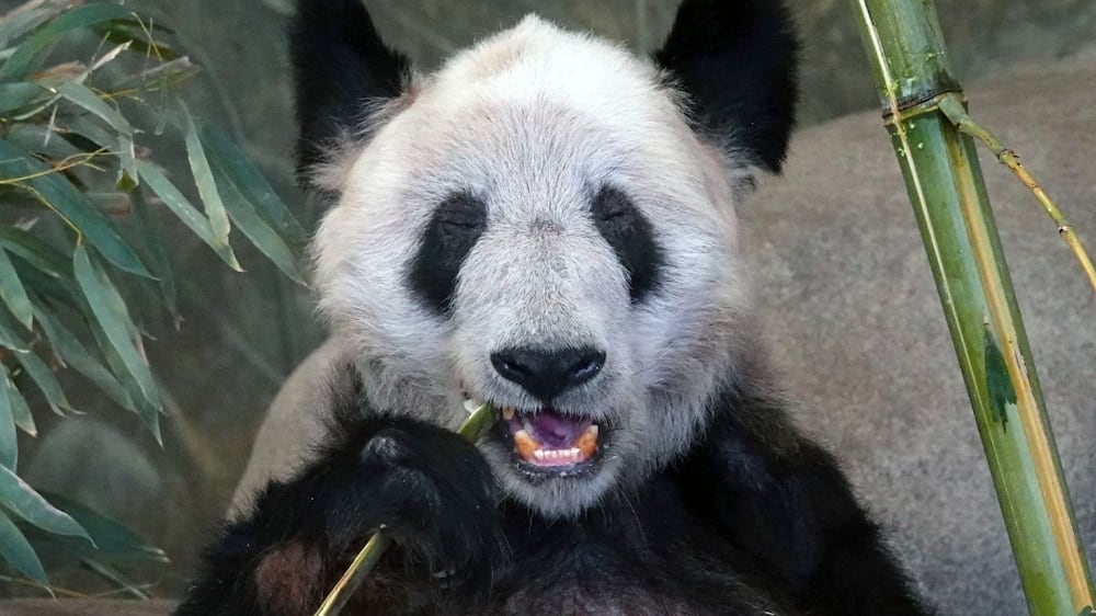 Ya Ya the panda returned to China from US amid health speculation