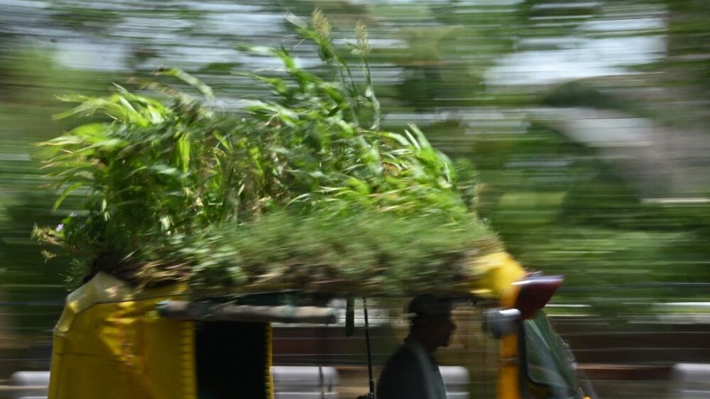 Indian driver grows garden on auto rickshaw roof to beat Delhi's heat