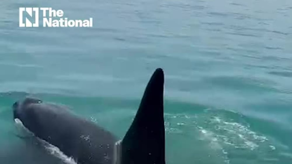 Two killer whales seen near Abu Dhabi