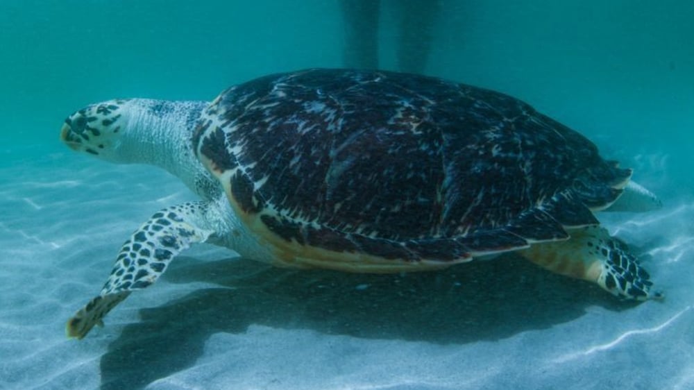 Eight endangered turtles released into the sea in Sharjah