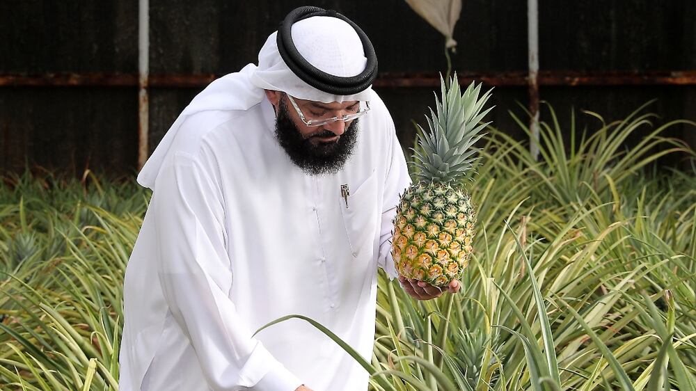 Emirati man grows thousands of pineapples in Dubai desert