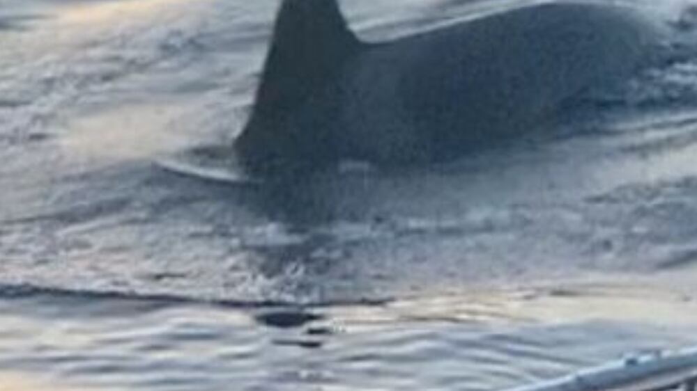 Group of killer whales attack boat in Strait of Gibraltar