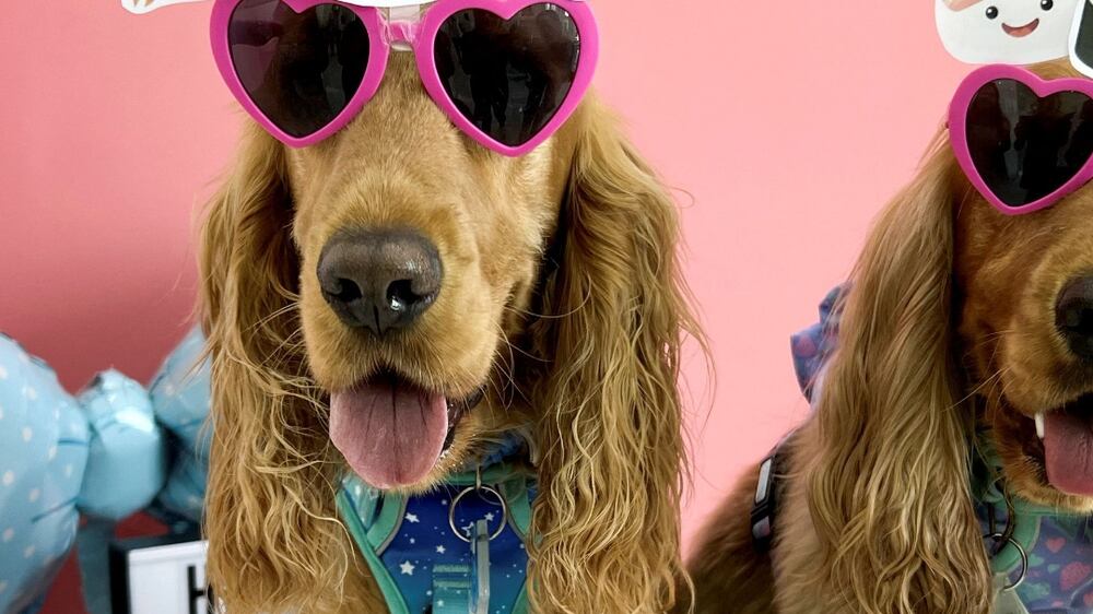 Dogs pose for a photo at Happy Bark Day, a dog cafe in Dubai, United Arab Emirates April 24, 2022.  Picture taken April 24, 2022.  REUTERS / Rula Rouhana