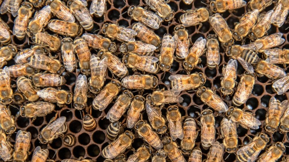 UAE genetically modifies bees to withstand high temperatures