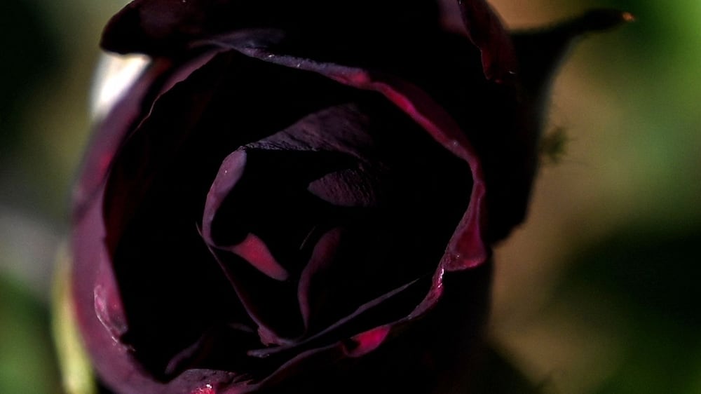 The black roses said to only grow in one Turkish town