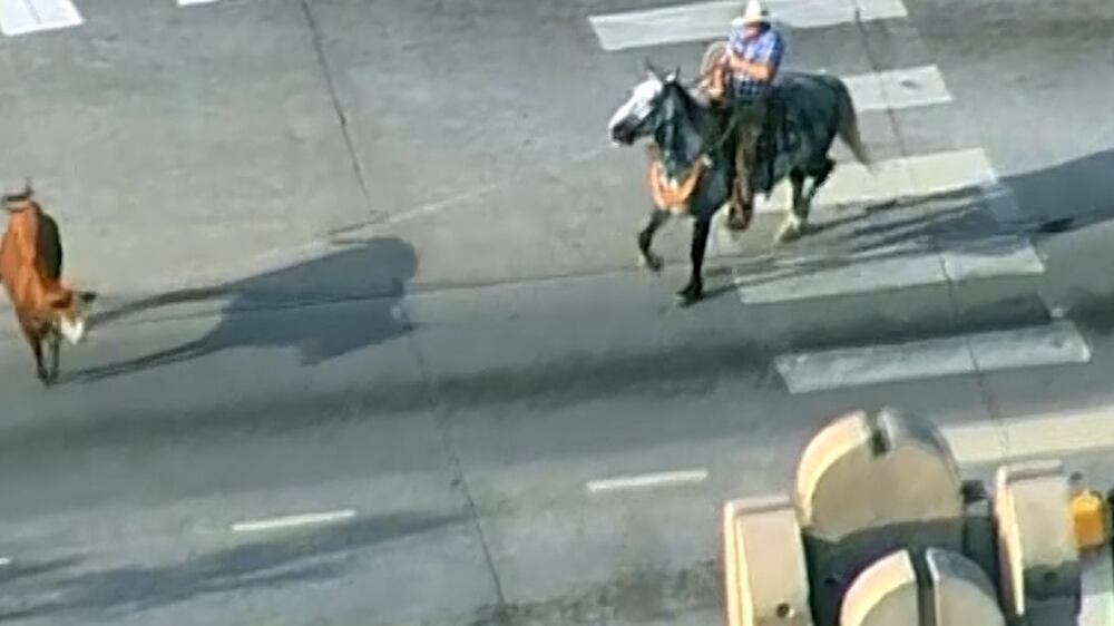 Cowboys lasso runaway cow on US state highway