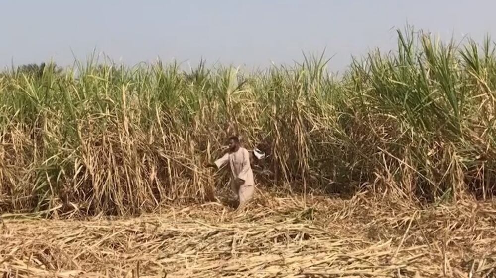 Upper Egypt's sugarcane farmers wrap up their annual harvest