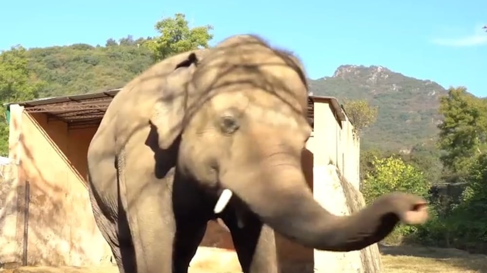 World's loneliest elephant heads to Cambodia after campaign