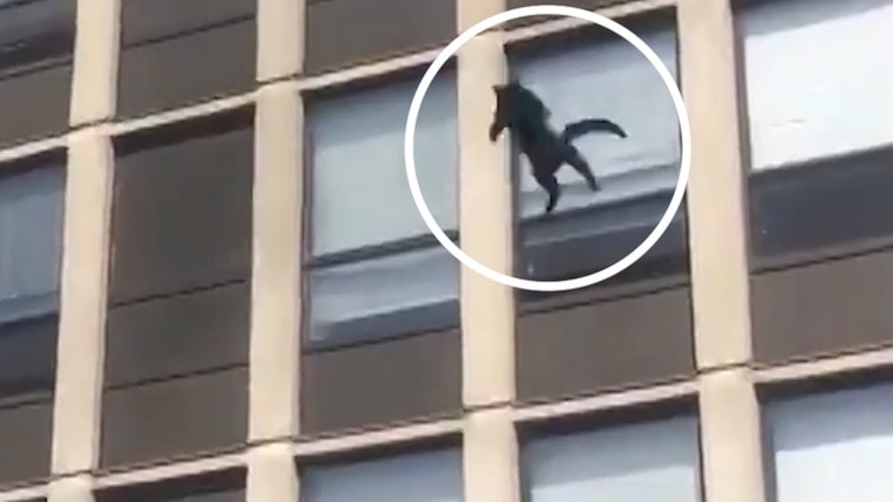 Nine lives: Cat leaps from fifth floor of burning building