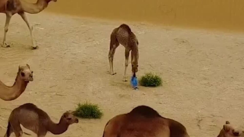 Baby camel mistakes plastic bag for food in Abu Dhabi desert