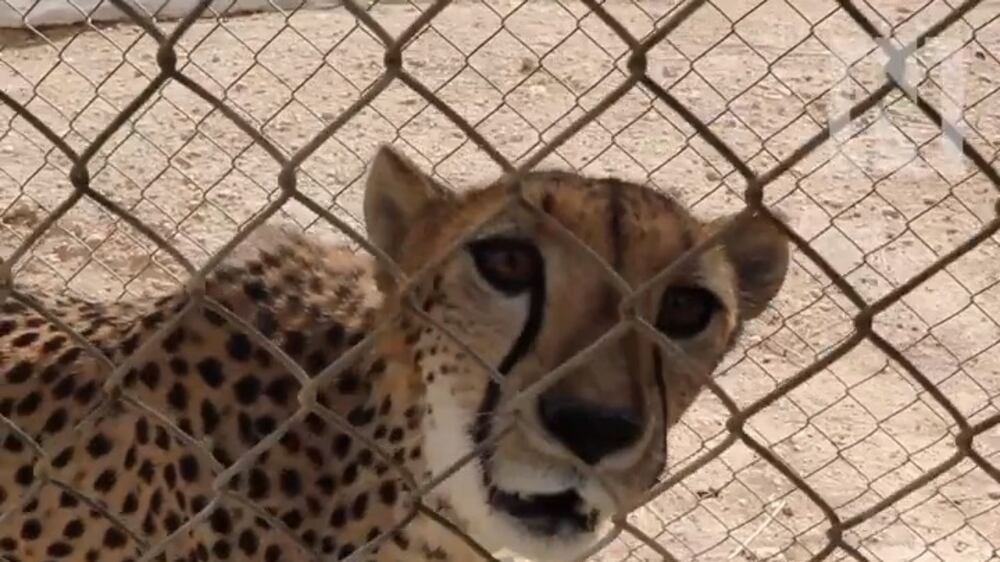 How Al Ain Zoo takes care of its animals