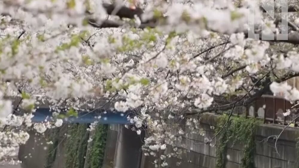 Japan's cherry blossoms are in full bloom
