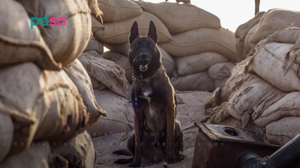 Top UK gallantry award for French special forces dog