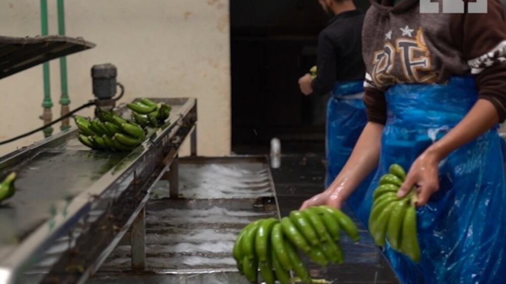 Farmers and traders despair as Saudi Arabia bans Lebanese produce