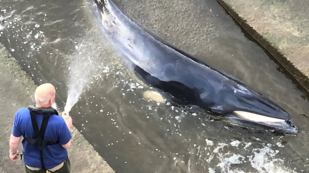 Whale calf faces fight for survival in London's River Thames