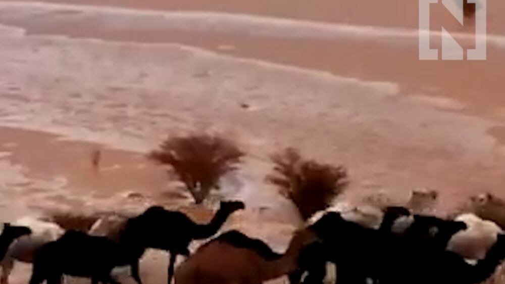 Camels cross a flooded wadi in Saudi Arabia
