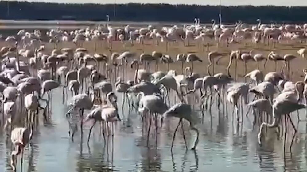 Abu Dhabi's Al Wathba Wetland reserve is  open to public