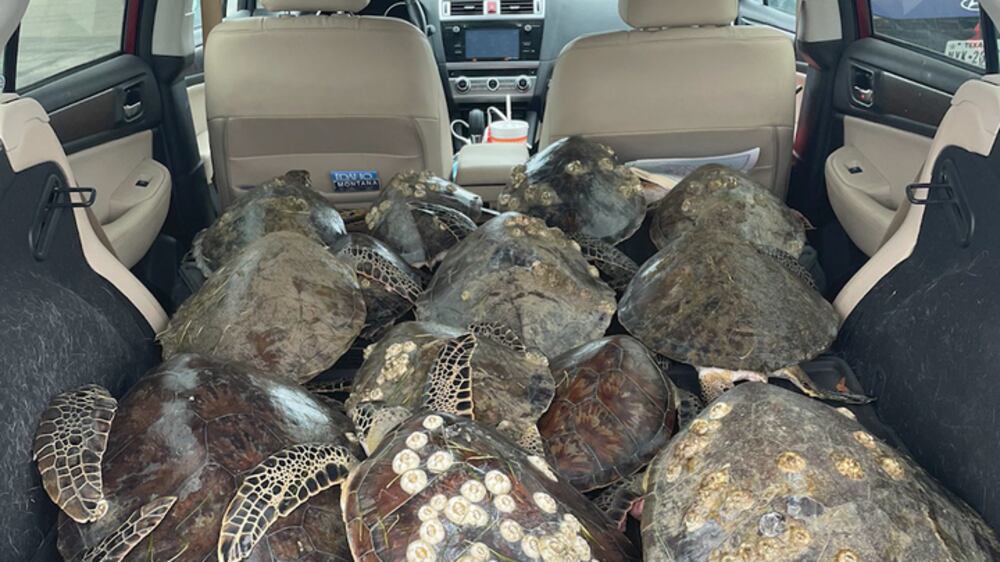 Volunteers scramble to rescue endangered turtles from cold in Texas