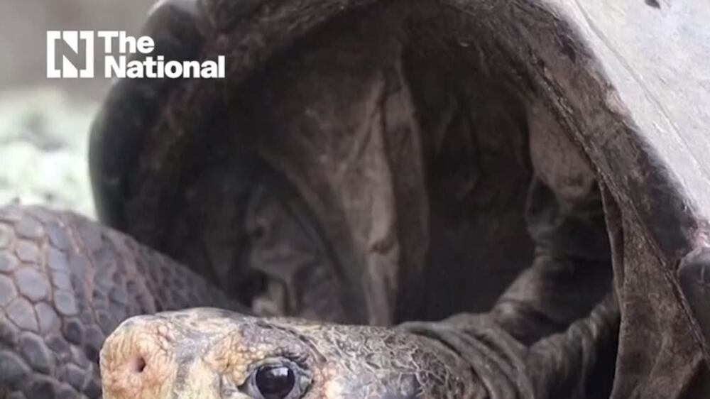 'Extinct' giant tortoise rediscovered
