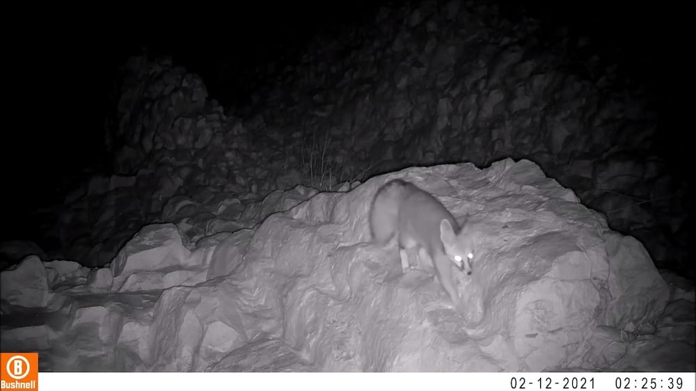 Blanfords fox spotted in Jebel Hafeet