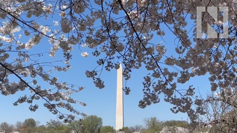Cherry Blossoms bloom in Washington