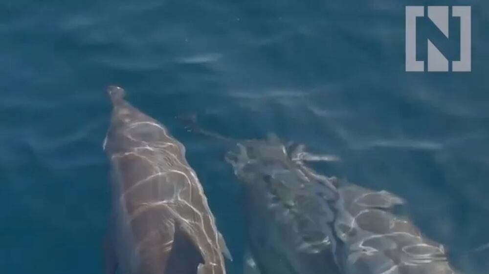 Dolphins spotted off the coast of Khor Fakkan