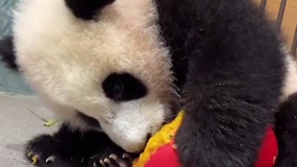 Panda cub enjoys treats for the Chinese Lunar New Year