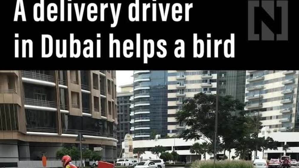 Dubai delivery driver helps a bird