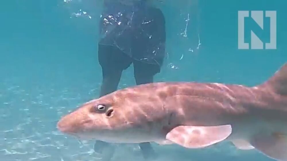 Dubai-bred shark pups released in Arabian Gulf in conservation programme