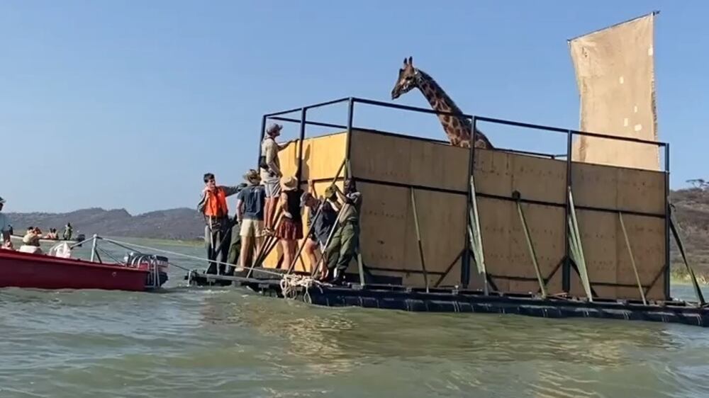 Endangered giraffe rescued from flooded island in Kenya