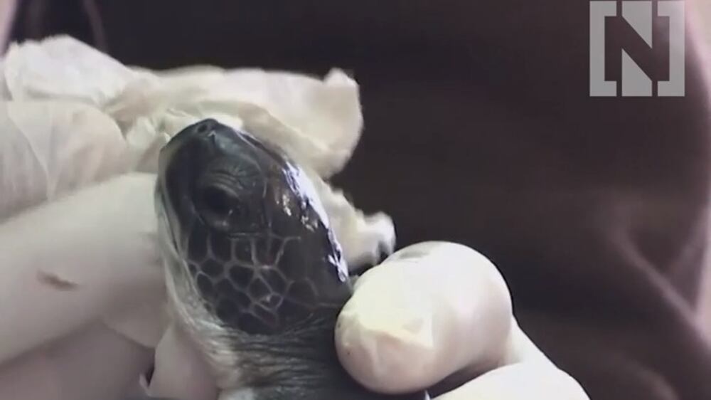 Sea turtles given a bath after Israel oil spill