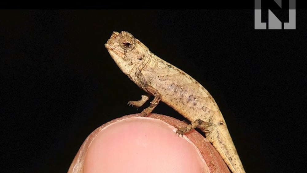 World's tiniest reptile found in Madagascar