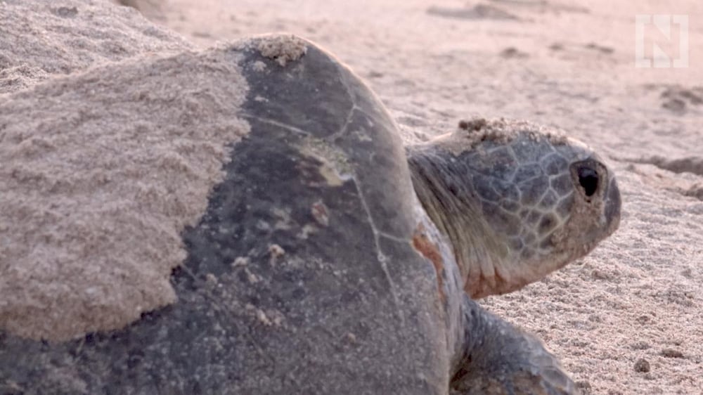Oman's turtles battle for survival